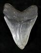 Serrated Megalodon Tooth - South Carolina #21225-2